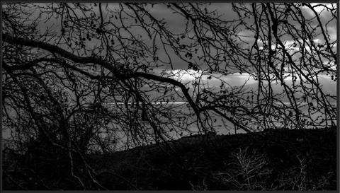 Silent Canopy