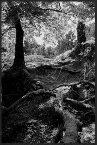 Rooted Path