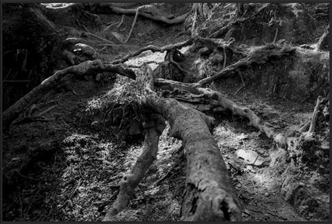 Rooted Path