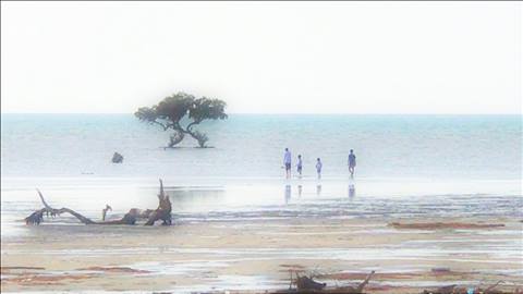 Mangroves in Jazan: The Sea Trees Guarding Life